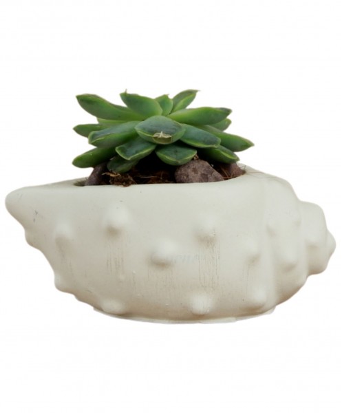 Mini Çiçek Saksı Küçük Sukulent Beyaz Kaktüs Saksısı Deniz Kabuğu Model